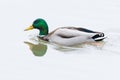 side view swimming male mallard duck (anas platyrhynchos