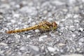 Side view of Sympetrum flaveolum Heidelibelle Royalty Free Stock Photo