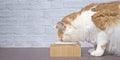 Side view of a tabby cat eating food from a food bowl. Royalty Free Stock Photo