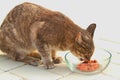Side View of Tabby Cat Eats Raw Food from Glass Bowl Royalty Free Stock Photo