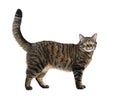 Side view of a Tabby crossbreed cat standing, isolated on white