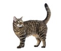 Side view of a Tabby crossbreed cat standing, isolated on white