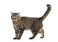 Side view of a Tabby crossbreed cat standing, isolated on white