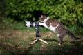 Cat taking a photo with mirrorless camera on tripod Royalty Free Stock Photo