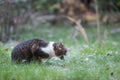 Cat puke on grass Royalty Free Stock Photo