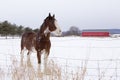 Side view of tall handsome chestnut Clydesdale horse with sabino markings standing in field covered in fresh snow