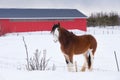 Side view of tall handsome chestnut Clydesdale horse standing in field covered in fresh snow Royalty Free Stock Photo