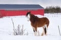 Side view of tall handsome chestnut Clydesdale horse standing in field covered in fresh snow