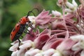 Closeup of a Red Milkweed Beetle chillin` on some common milkweed flowers. Royalty Free Stock Photo