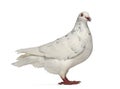 Side view of a Texan pigeon cooing Royalty Free Stock Photo