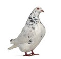 Side view of a Texan pigeon Royalty Free Stock Photo