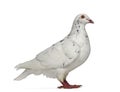 Side view of a Texan pigeon Royalty Free Stock Photo