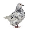 Side view of a Texan pigeon Royalty Free Stock Photo