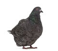 Side view of a Texan pigeon Royalty Free Stock Photo
