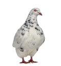 Side view of a Texan pigeon Royalty Free Stock Photo