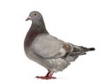 Side view of a Texan pigeon Royalty Free Stock Photo