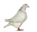 Side View Of A Texan Pigeon
