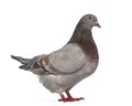 Side view of a Texan pigeon Royalty Free Stock Photo