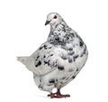 Side view of a Texan pigeon questioning Royalty Free Stock Photo
