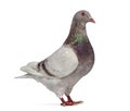 Side view of a Texan pigeon winking Royalty Free Stock Photo