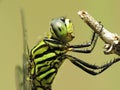 Side View Of The Thorax And Head Of A Variegated Green Skimmer