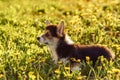 Side view of thoughtful little brown white dog welsh pembroke corgi standing on green grass in park near dandelions.