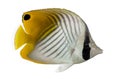 Side view of a Threadfin Butterflyfish