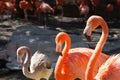 Three pink flamingos standing in a row Royalty Free Stock Photo