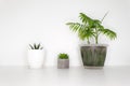 Side view on three pots with plants. A palm and two succulents. Royalty Free Stock Photo