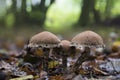 Side view of three Weeping Widow mushrooms lacrymaria lacrymabunda in a dark spot in the Westerpark in Zoetermeer Royalty Free Stock Photo