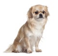 Side view of Tibet Spaniel, sitting