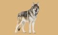 Side view of a Timber Shepherd a kind of Wolfdog, looking like a wolf, against a brown pastel background Royalty Free Stock Photo