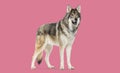 Side view of a Timber Shepherd a kind of Wolfdog, looking like a wolf, against a pink background Royalty Free Stock Photo