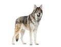 Side view of a Timber Shepherd a kind of Wolfdog, looking like a wolf, Isolated on white Royalty Free Stock Photo