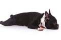 Side view of a tired french bulldog puppy lying down