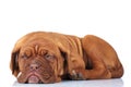 Side view of a tired french mastiff puppy