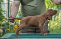 Side view to the Irish Red Setter on the nature. Catalogue picture.