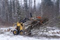 Mini skid steer with grapple full of wooden branches Royalty Free Stock Photo