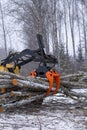 Small stand-on mini skid steer with grapple full of wooden logs Royalty Free Stock Photo