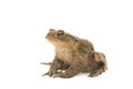 Side view of a toad on a white background Royalty Free Stock Photo