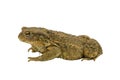 Side view of a toad Royalty Free Stock Photo