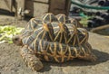 Sideview of Tortoises are reptile species of the family Testudinidae of the order Testudines