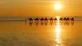 side view of tourists riding camels at sunset along cable beach in broome Royalty Free Stock Photo