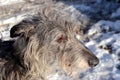 Side view of the tousled face of a Scottish Deerhound Royalty Free Stock Photo