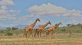 side view of a tower of three reticulated giraffes walking together in the wild savannah of buffalo springs national reserve,