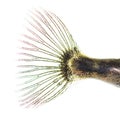 Side view of a transparent fishtail of Three-spined stickleback