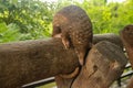 Side view of a Trenggiling walking on the wood. Manis javanica walking in the wild. Pangolins, sometimes known as scaly