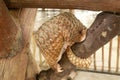 Side view of a Trenggiling walking on the wood. Manis javanica walking in the wild. Pangolins, sometimes known as scaly