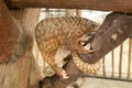 Side view of a Trenggiling walking on the wood. Manis javanica walking in the wild. Pangolins, sometimes known as scaly