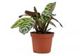 Side view of tropical `Ctenanthe Burle Marxii` house plant with exotic stripe pattern on leaves in flower pot on white background